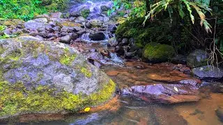 Relaxing Forest Stream with Flowing Water | Natural Sounds Over Wet Stones