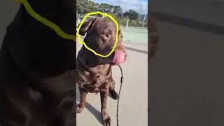 Outline Trend Cute Dog (Viral Tiktok) #shorts #dog #cute