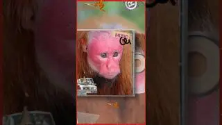 bald uakari #shorts #shorts #shortvideo #viralvideo #viralshorts #animals #fyp #viralshort #fypage