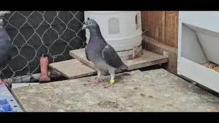 HillTribe Family...My Homing Pigeons & my Rollers #homingpigeons #pigeon #racingpigeon #hmong #hmoob