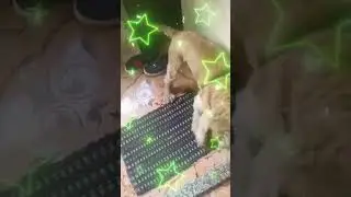 Полувзрослый спинной фиксатор Крокера в Мумбаи и по всей Махараштре. Доставка 📞93560 26342