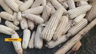 Big Win for Maize Farmers! Seatini & TradeMark Africa Launch Bylaws to Boost Quality