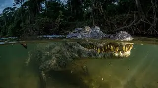 Wild Life Amazon Jungle - River Monsters: Face to Face with the Beast