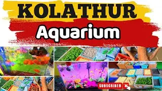 Best Aquarium Shop in Kolathur Chennai | Indian Ocean Aquarium