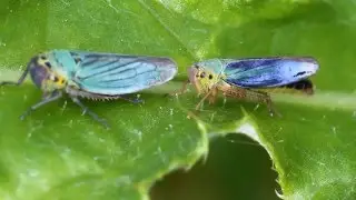 S&eacute;duction chez la Cicadelle verte