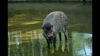 Fotosession im Tierpark Hellabrunn in M&uuml;nchen mit Sony Alpha 7Cii und Sony Objektiv 200-600mm