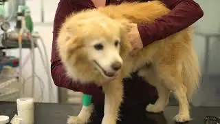 Top 5 Pet Insurance Tips from Turramurra Veterinary Hospital