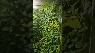 my Ficus Pumila is out of control!