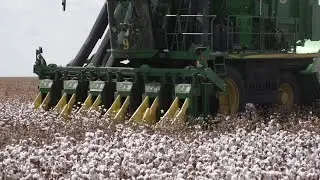 Harvesting Hurdles: Sinton's cotton farmers face season's challenges head on
