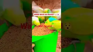 Stop Making These 3 Breeding Mistakes! ❌ Budgies Breeding Tips | @Dip_PeTs #shorts #youtubeshorts