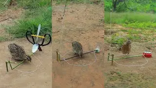 Easy and Effective DIY Techniques for Building Unbelievable Quail Trap With Wood and cans #short