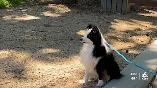 Keeping your pets safe this Fourth of July