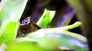 Lets HOP for World Frog Day