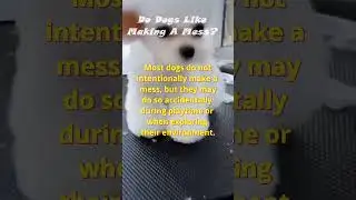 Do Dogs Like Making A Mess?