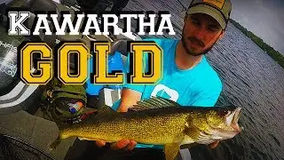 Rice Lake WEEDLINE Walleye (Bonus Musky!)
