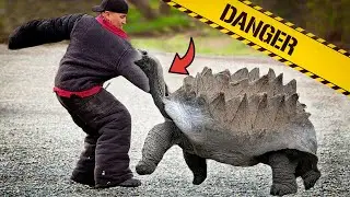 Las 7 TORTUGAS más PELIGROSAS del MUNDO
