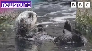 Rescued Otters and endangered Frogs | Your Planet | Newsround