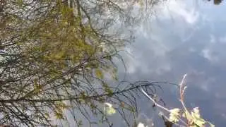 Garden pond - Water bugs - Vatnap&ouml;ddur - Vatnaskord&yacute;r -  Gar&eth;tj&ouml;rn - Tjarnarl&iacute;f