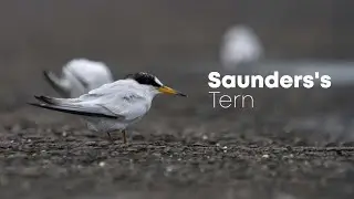 Saunders's tern (Sternula saundersi) | 4K | Mumbai, Maharashtra, India