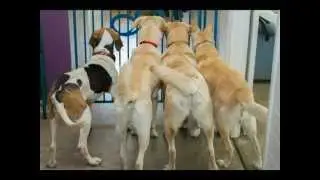 Bob's House for Dogs (640x480)