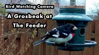 A Rose-breasted Grosbeak Visits The Feeder - Bird Watching Camera