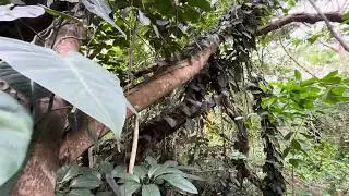 Making a PATH through the FOREST