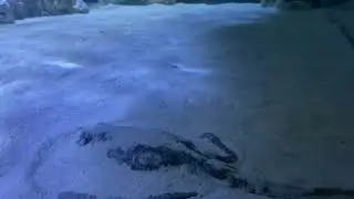 Yellow Stingrays