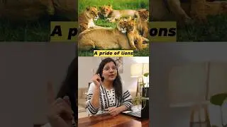 Collective Nouns in English Grammar Part -3 | Improve Vocabulary Fast