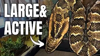 False Water Cobras Setup