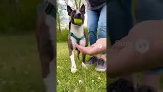 This Bull Terrier Woke Up Happy 🐶✨