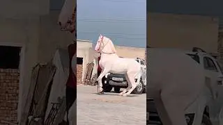 Nukra gohra|Marwari Horse #trending #viral #pakistan #indian #nukra #horse #animals #stallion #bird