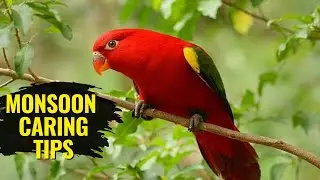 Bird monsoon caring tips⛈🌦#information #birds #farming #monsoon 