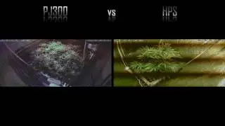 PJ300 LED Grow Lamp vs HPS - Cannabis Grow Experiment