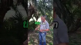 Will rats infest palm trees? #pestcontrol #trueclean #ratinfestation #ratcontrol #gqeberha
