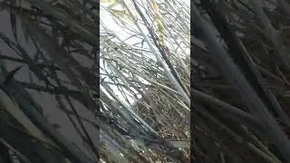 гуси 9.04.2023