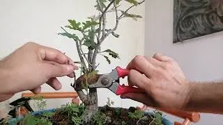 Pruning my English Oak Prebonsai- Bonsai from Scratch