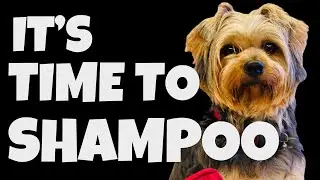 For My Yorkie I Trust Only Wahl 4-in-1 Dog Shampoo & Biogroom Conditioner