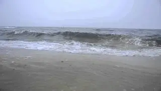 The Danish seatrout