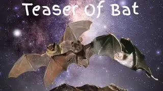 teaser of bat