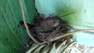 Серая мухоловка в гнезде и кладка яиц ~ Gray flycatcher in the nest [10-06-2019]