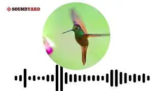Rainbow Starfrontlet Hummingbird Sound | Rainbow Starfrontlet Call | Rainbow Starfrontlet Song