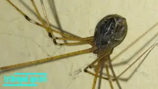 Arachnida Species - Tailed Cellar Spiders | When spider feels disturbed |