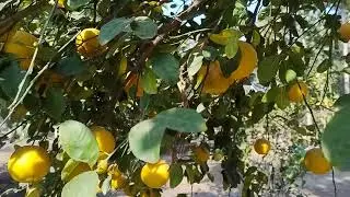 Genoa Lemon Fruit Harvest | Gardening | Fruit review