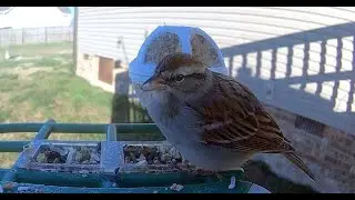Backyard Bird Feeder January 19th, 2026