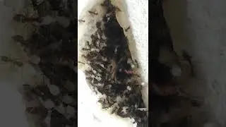 خدا کی قدرت چیونٹیوں کی اپنے انڈوں کی حفاظت