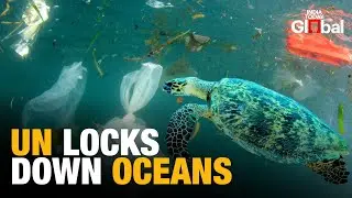 UN High Seas Treaty Takes Effect: Global Push to Protect 30% of Oceans by 2030
