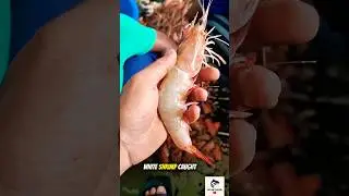 Nature&rsquo;s Finest Catch &ndash; Wild White Shrimp 🎣😱, Minutes from the Sea🌊!