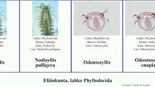 El&auml;inkunta, lahko Phyllodocida nephtys syllis animal mustela simoni lutea virens vittatus ramosa