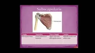 Anatomy of Shoulder Muscles | Wegdan The Anatomist Series