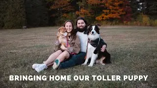 PICKING UP OUR TOLLER PUPPY